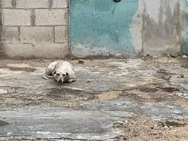 La can deambula por la avenida Manuel Crescencio García Rejón y Alcalá, lo que preocupa a los pobladores debido a que es agresiva.