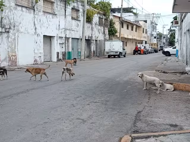 Hay quienes no se atreven a pasar por la zona para no ser mordidos.