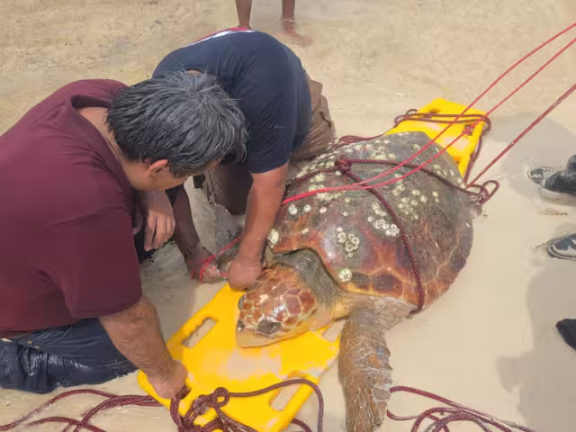 Personal de Protección Civil rescató a la tortuga y la regresó al mar.