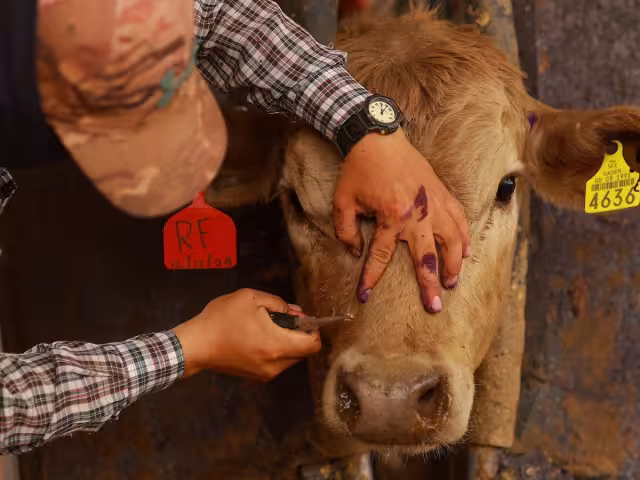 Los ganaderos han tenido que invertir más de lo planeado para contener la plaga.