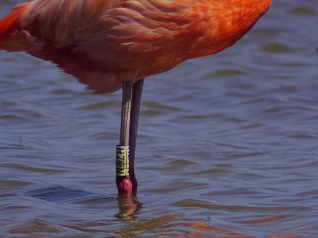 Esta técnica tiene como propósito comprender los movimientos migratorios y con ello, establecer medidas efectivas para lograr su conservación