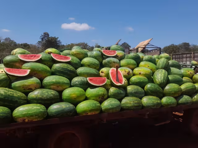 Sandía menonita mejora su precio tras semanas de pérdidas millonarias