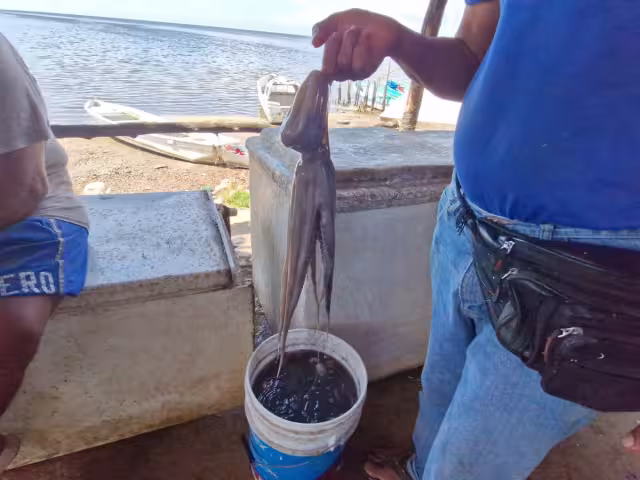 Pescadores de Campeche reportan pérdidas en el inicio de la temporada pulpera