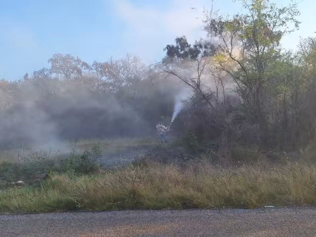 La recurrente aparición del acrídido mantiene en alerta a los campesinos y al personal combatiente