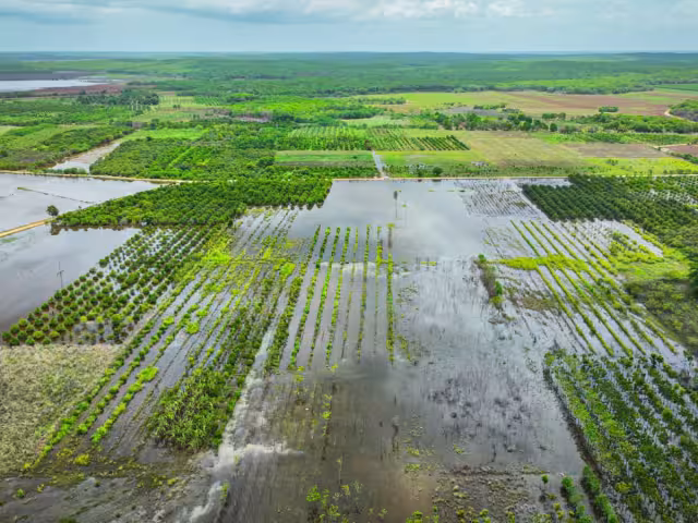 Las lluvias recientes afectaron 600 hectáreas de chihua sembradas anticipadamente en Campeche.