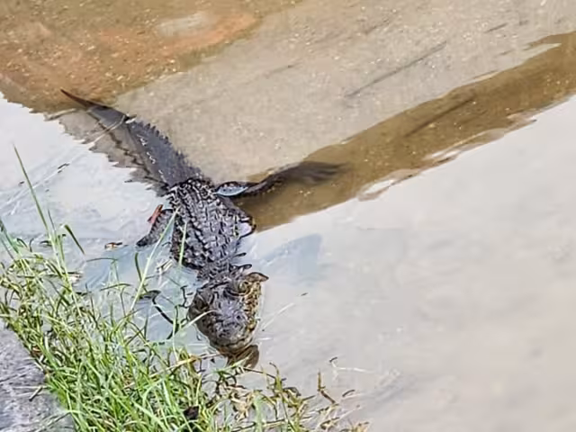Lluvias saca a cocodrilos de su habitad