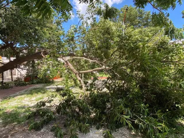 En la colonia Flor de Limón, un árbol de zapote se desplomó en un parque.