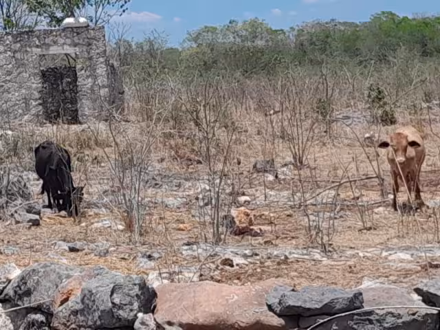 Ganaderos de Santa Cruz Pueblo piden apoyo a la SDA ante la escasez de alimento para el ganado