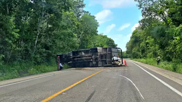 Ganado muere tras accidente de tractocamión en Escárcega