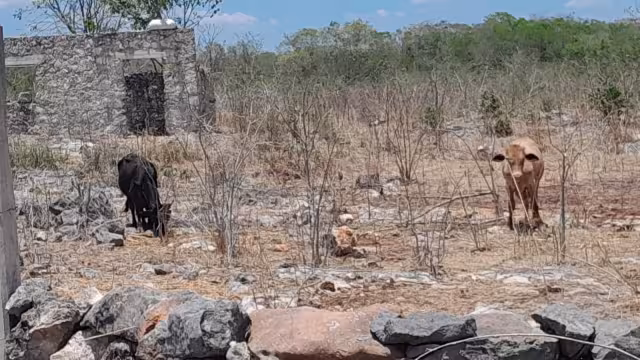 Ganaderos de Santa Cruz Pueblo piden apoyo a la SDA ante la escasez de alimento para el ganado