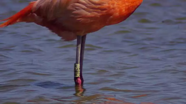 Esta técnica tiene como propósito comprender los movimientos migratorios y con ello, establecer medidas efectivas para lograr su conservación