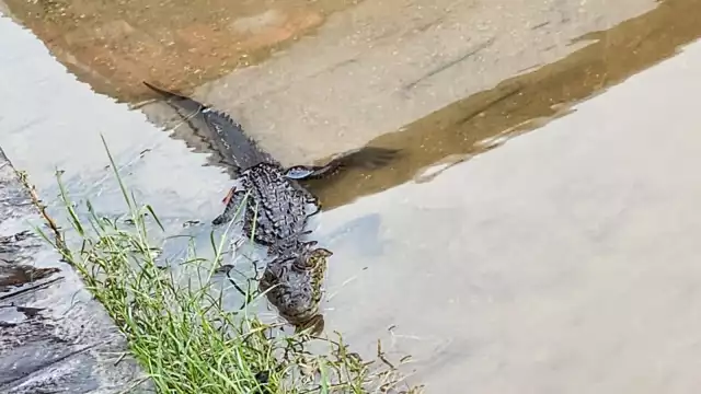 Lluvias saca a cocodrilos de su habitad