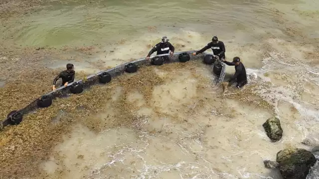 Sur de Quintana Roo invadido por sargazo