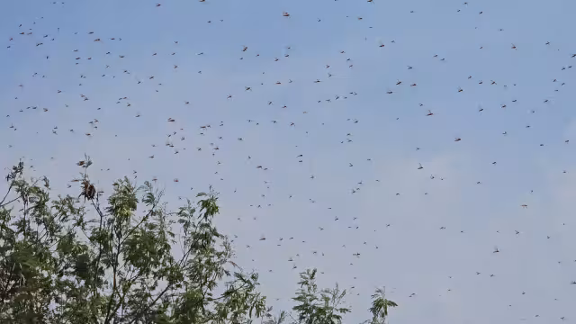En Nueva Esperanza II, se reportaron afectaciones menores en caña, maíz y árboles frutales