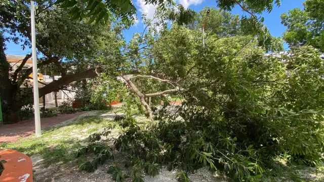En la colonia Flor de Limón, un árbol de zapote se desplomó en un parque.