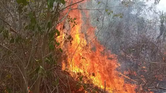 Para los incendios forestales activos hay 86 combatientes de fuego en labores