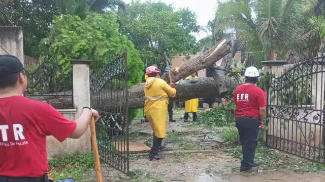 La Tormenta Tropical Beryl provocó la caída de muchos árboles en Motul