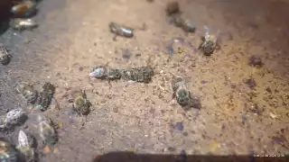 Muerte de abejas en Campeche, producto de la deforestación y el uso de agroquímicos