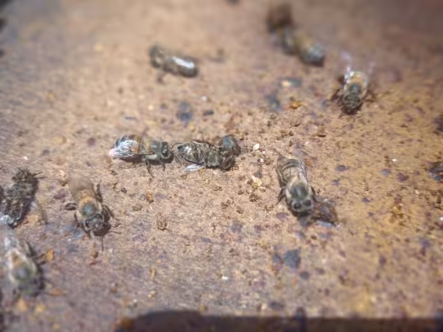 La agrupación instó a las autoridades gubernamentales a que se “pongan las pilas”