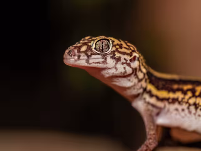 Geco yucateco de bandas, reptil incluido bajo la categoría de especie Amenazada, por la Norma Oficial 059 de la Semarnat