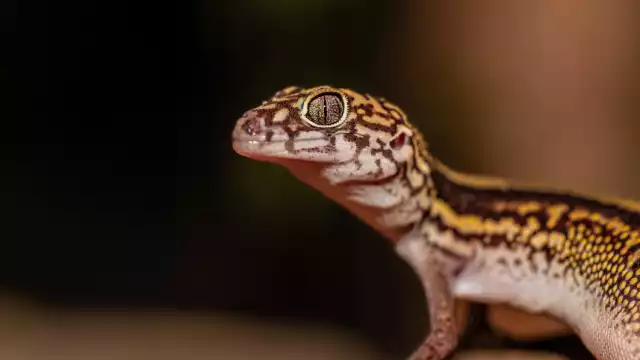 Geco yucateco de bandas, reptil incluido bajo la categoría de especie Amenazada, por la Norma Oficial 059 de la Semarnat
