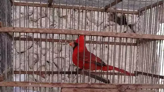 Entre las aves más afectadas por capturas se encuentran el cardenal Entre las aves más afectadas por capturas se encuentran el cardenal