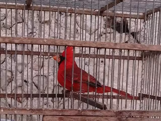 Entre las aves más afectadas por capturas se encuentran el cardenal