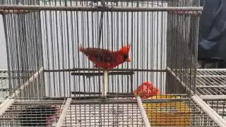 Poblaciones de distintas especies, que antes se veían en grandes grupos, han reducido su presencia