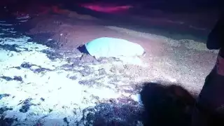 Mujer muere ahogada cerca de Playa San Martín de Cozumel