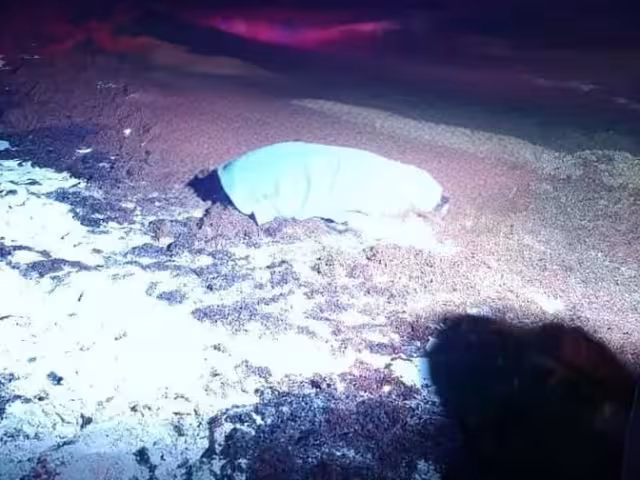 Autoridades de Cozumel se encuentran realizando las indagaciones correspondientes al caso.