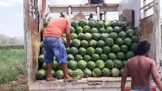 Sectores ganaderos y campos de cultivo en Quintana Roo en agonía; cambio climático, plagas y sequías los afectan
