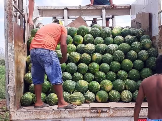Este año hubo mala cosecha de sandía en la zona maya, pues al segundo día de haber sido cortada la fruta, la cáscara se cristalizaba y la pulpa se aguaba.