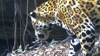 El registro revela la importancia de los cuerpos de agua, sobre todo durante la temporada de sequía