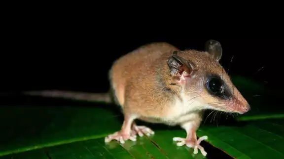 El ratón tlacuache es un marsupial endémico de México