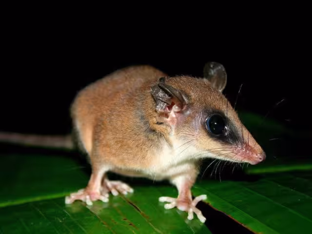 El ratón tlacuache es un marsupial endémico de México