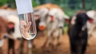  Sólo en una semana Campeche acumula 28 nuevos casos de gusano barrenador