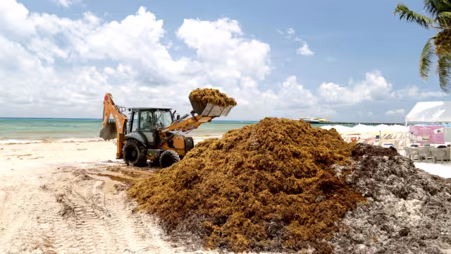 os municipios que han recibido la mayor cantidad de talofita en estos días son Tulum, Cozumel, Playa del Carmen y Benito Juárez; se libra Lázaro Cárdenas.