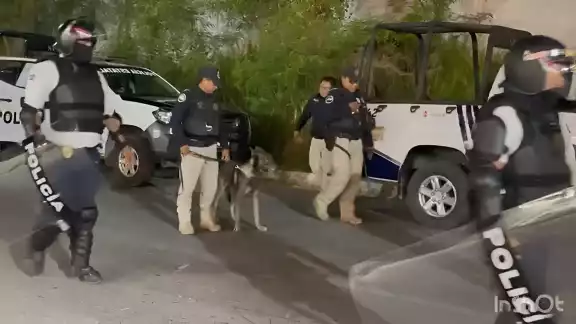El maltrato animal está tipificado como delito en el Código Penal de Campeche