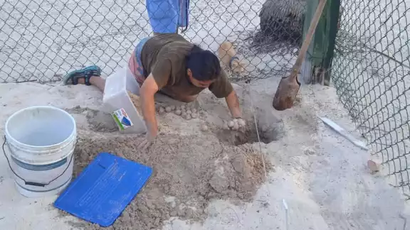 Comienza con fuerza la temporada de tortuga Carey en Champotón: ya protegen 3 mil huevos
