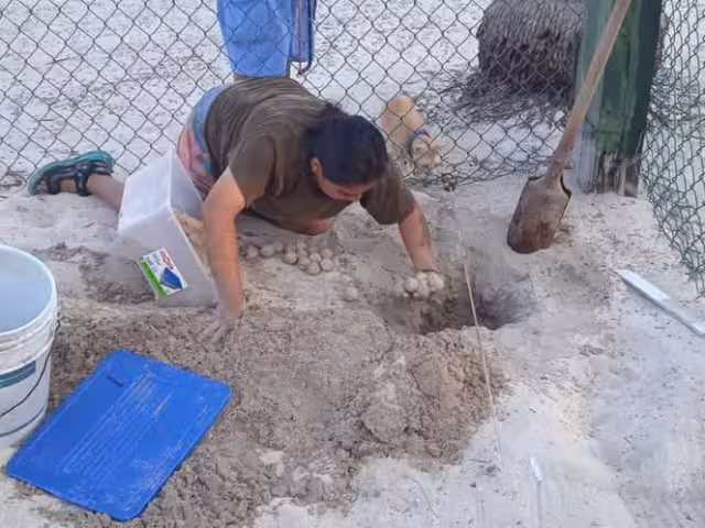 Comienza con fuerza la temporada de tortuga Carey en Champotón: ya protegen 3 mil huevos