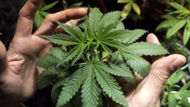 Estados Unidos busca que se reclasifique la mariguana, como droga de bajo riesgo