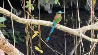Pájaro Toh, ave sagrada de la zona maya, en peligro por la caza furtiva en Yucatán