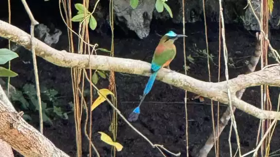 Las cazas furtivas y la falta de fl oración son problemas que enfrentan las aves, señalan vecinos Las cazas furtivas y la falta de fl oración son problemas que enfrentan las aves, señalan vecinos