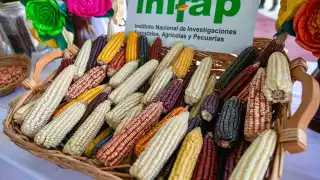 Campesinos de la Zona Maya asisten a la presentación del Plan  Nacional de “Cosechando Soberanía”