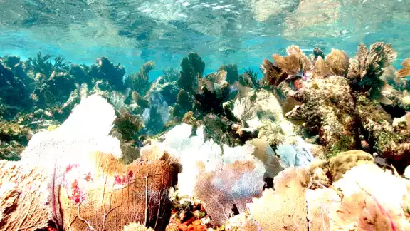 Otra de las causas es la contaminación causada por los hoteles cercanos que dañan a los arrecifes y corales Otra de las causas es la contaminación causada por los hoteles cercanos que dañan a los arrecifes y corales