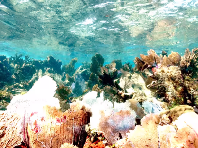 Otra de las causas es la contaminación causada por los hoteles cercanos que dañan a los arrecifes y corales