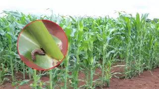 Gusano cogollero afecta más de 200 hectáreas de maíz en Chunchintok, Hopelchén