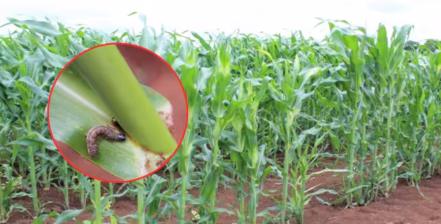 En Chunchintok, 200 hectáreas de maíz están siendo afectadas por el gusano cogollero, elevando los costos de producción.