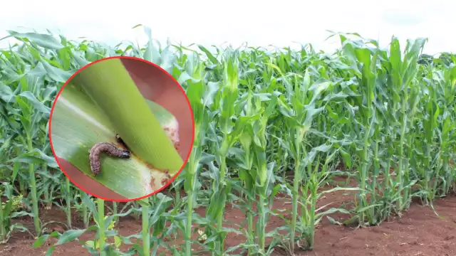En Chunchintok, 200 hectáreas de maíz están siendo afectadas por el gusano cogollero, elevando los costos de producción.