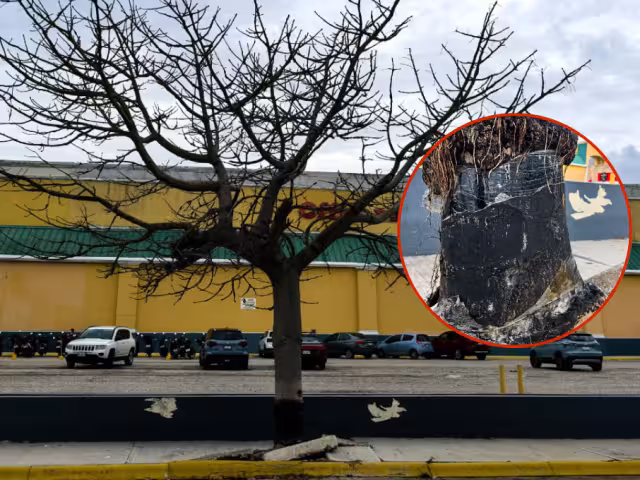 Ambientalistas denunciaron un presunto ecocidio en una plaza comercial de la avenida Periférica Norte, en Concordia.